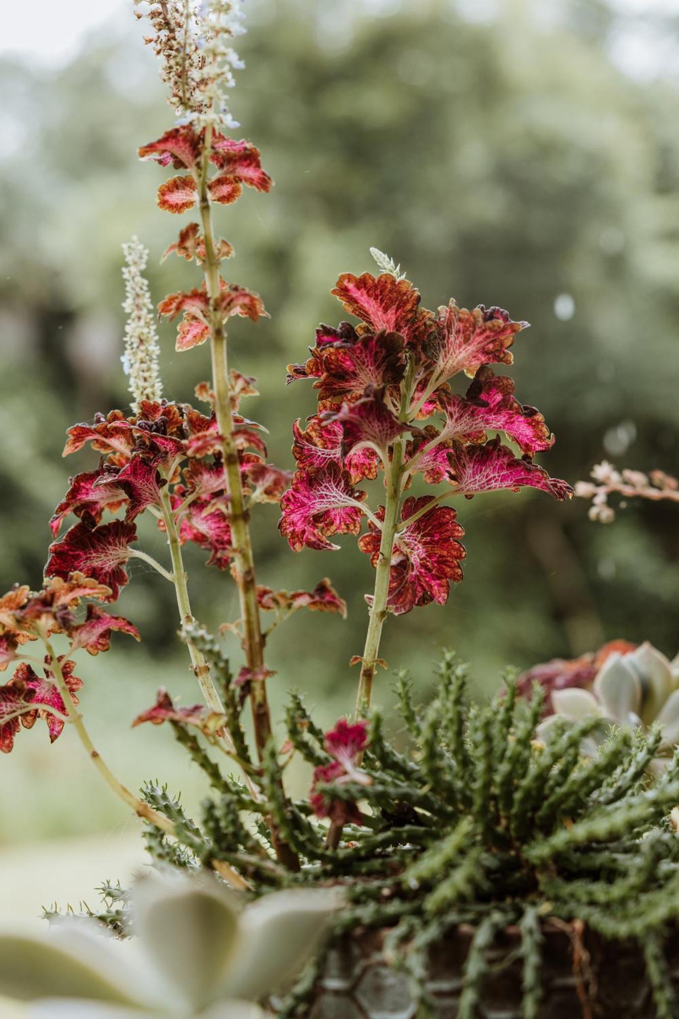 Blackwattle Farm Beerwah Quarto foto